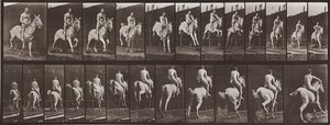 Animal Locomotion, Plate 646